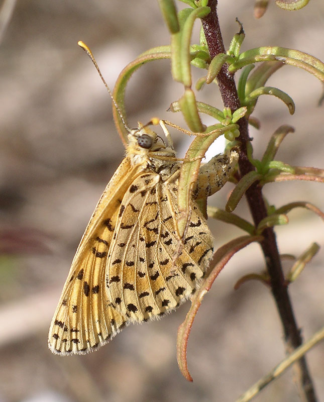 Una Melitaea didyma un po'' particolare...